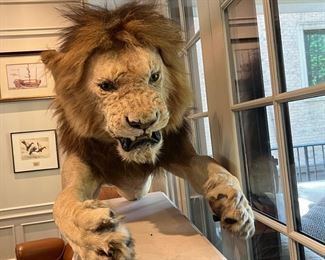 African Lion Front Torso Taxidermy Mount 
