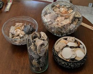 Large Seashell Collection