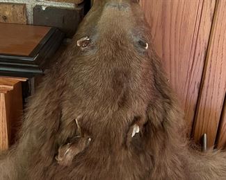 Approx 4' Brown Bear hide