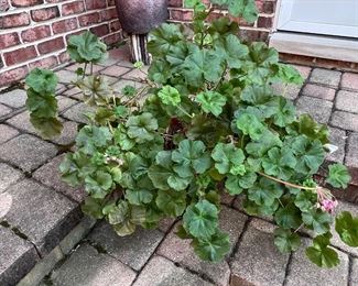Large Geranium plant 
