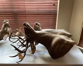 Deer taxidermy