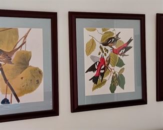 Framed Bird Art 