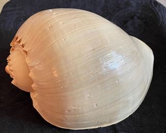 Crowned Baler Melon Shell