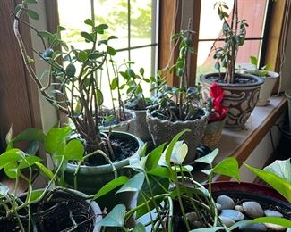 LOTS of Indoor house plants