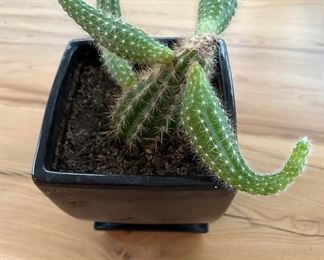 Cactus in black pot 11" tall 