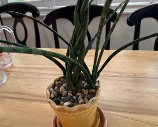 Plant in yellow pot 20" t 