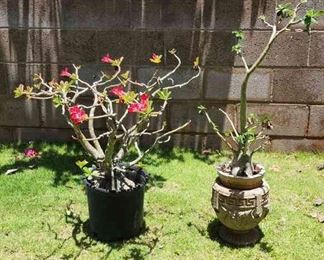 MMS015 - Potted Plants (2)