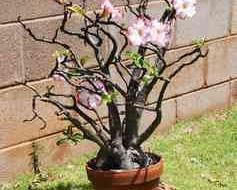 MMS037 - Potted Plant (1)