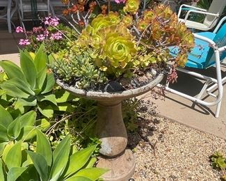 Cement vintage bird bath with succulents...