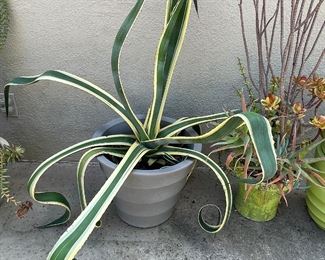 BEAUTIFUL "OLD-GROWTH" POTTED PLANTS...