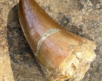 Closeup of Mosasaur Tooth