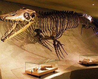 Here is a photo of a Mosasaur in a museum