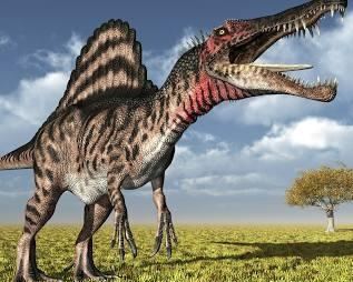 Spinosaurus, which was longer and heavier than Tyrannosaurus, is the largest known carnivorous dinosaur. It possessed a skull 1.75 metres (roughly 6 feet) long, a body length of 14–18 metres (46–59 feet), and an estimated mass of 12,000–20,000 kg (13–22 tons).