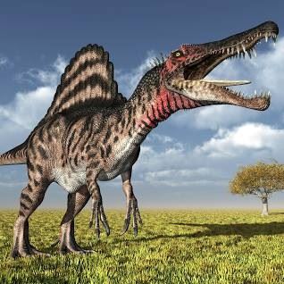 Spinosaurus, which was longer and heavier than Tyrannosaurus, is the largest known carnivorous dinosaur. It possessed a skull 1.75 metres (roughly 6 feet) long, a body length of 14–18 metres (46–59 feet), and an estimated mass of 12,000–20,000 kg (13–22 tons).