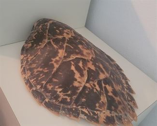 Hawksbill turtle shell