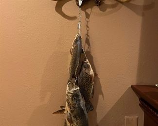 Taxidermy items including deer, fish, ram, squirrel, bird, bobcat