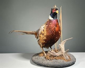 TAXIDERMY PHEASANT | With colorful feathers, mounted on a faux stone display pedestal. h. 16 x dia. 14 in