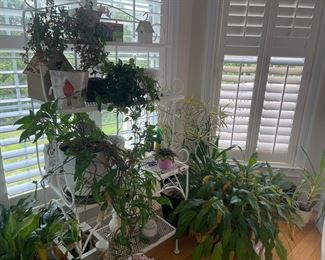Plants and plant rack 