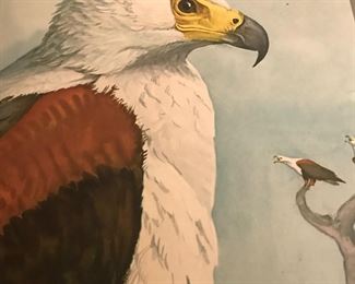 One of the plates in the Abyssian Birds and Mammals edition