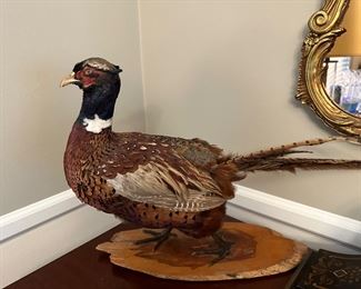 PHEASANT TAXIDERMY 