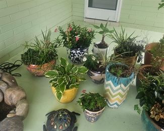Tropical Plants and Pots
