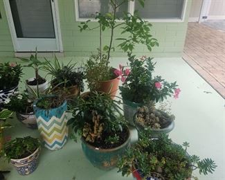 Tropical Plants and Pots