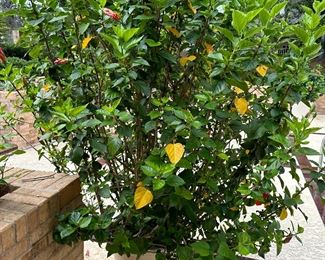 HUGE Hibiscus in Pot - Over 6 Ft Tall