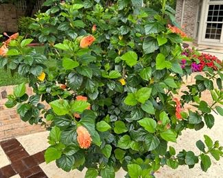 HUGE Hibiscus in pot - Over 6 Ft tall