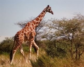 Photo Collection, 26"