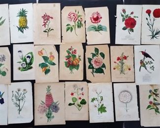 19th Century Floral Prints