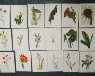 19th Century Botanical Prints