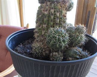 70 year old Cactus