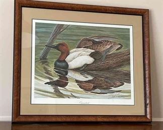 Canvasback Signed By John Ruthven