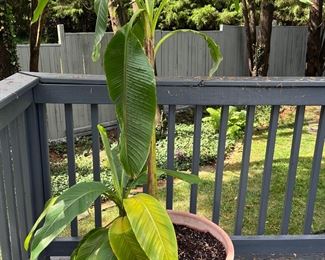 Tall banana plant in clay pot