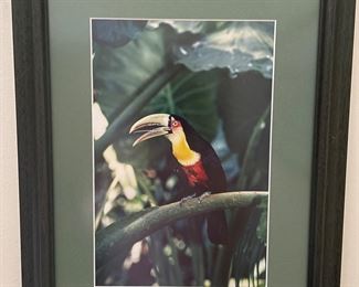 Toucan bird framed photo,  15"W x 18"H,  was $20, NOW $10