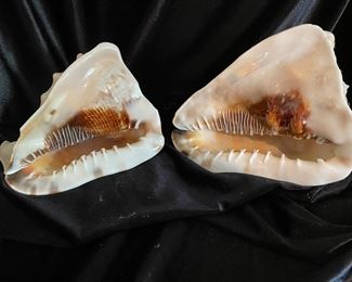 Conch shells,  $14 each