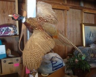 Taxidermied pheasant