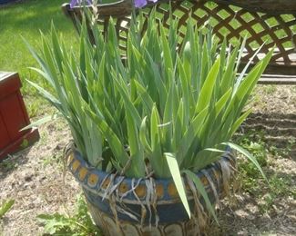 Large pot with irises