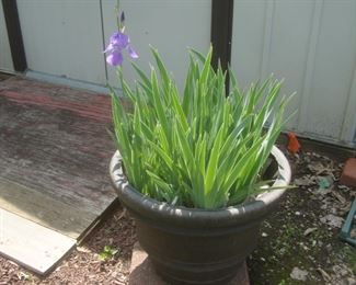 Irises in large pot
