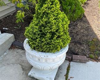Set of 2 cement urns with evergreens