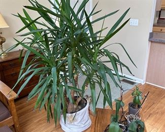 More Healthy House Plants!