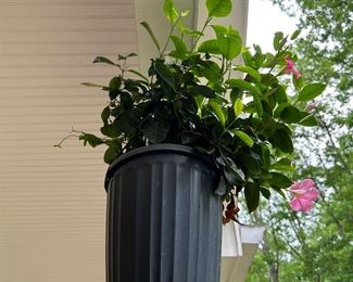 4 mandevilla plants 