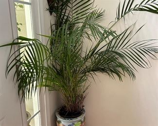 Large tropical potted tree. 