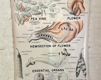 1949 Large Botanical Illustration Of Garden Peas On Glossy Paper By NY City Supply Co., Ready To Hang
Lot #: 67