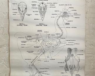 1950 Large Illustration Of Rooster Skeleton On Glossy Paper By NY City Supply Co., Ready To Hang
Lot #: 68