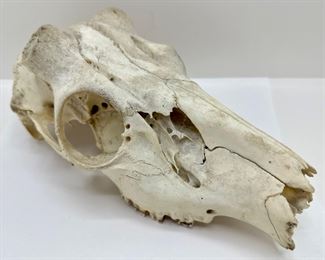 Natural Deer Skull
Lot #: 108