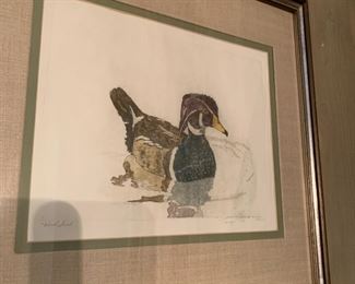 Wood duck etching