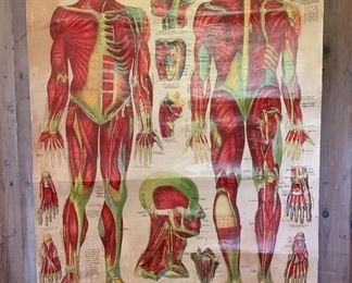 Large 1959 Medical Human Anatomical Muscular System Wall Mural 