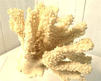 Large piece of sea coral