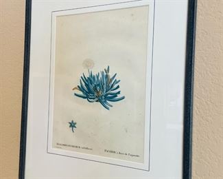 PIERRE JOSEPH REDOUTE